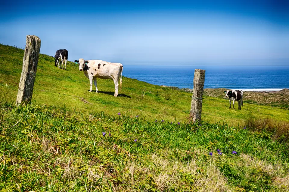 Pasture land